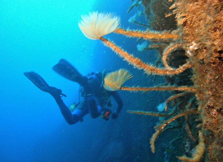 Picture 5 for Activity Terceira: Angra do Heroísmo Scuba Diving Tour with 2 Dives