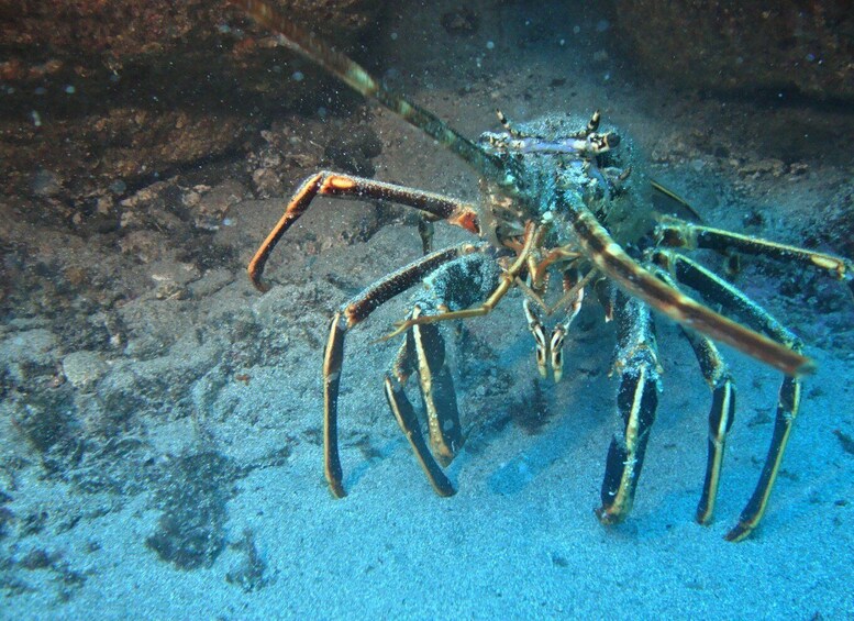 Picture 3 for Activity Terceira: Angra do Heroísmo Scuba Diving Tour with 2 Dives