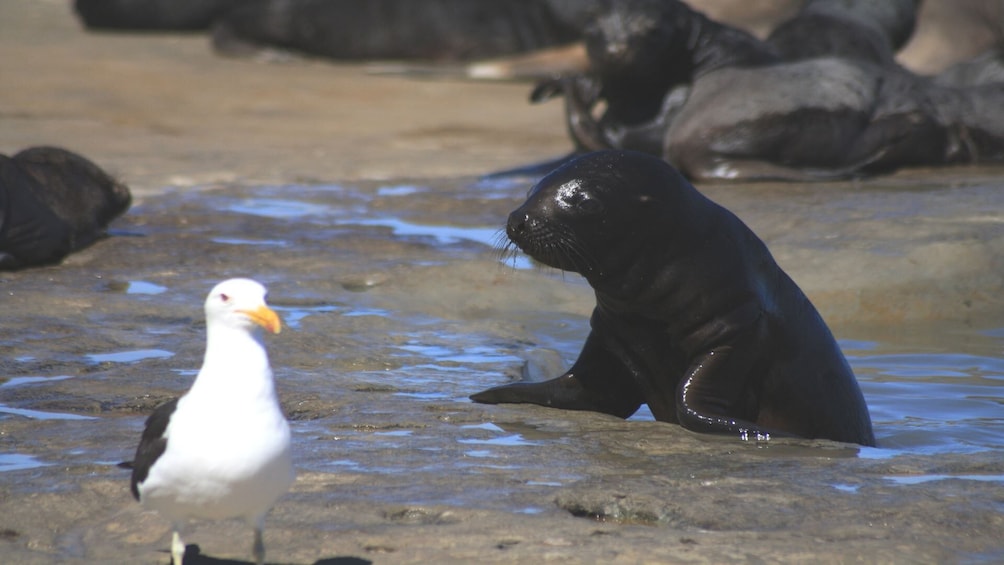 Snorkeling with Sea Lions in Puerto Madryn
