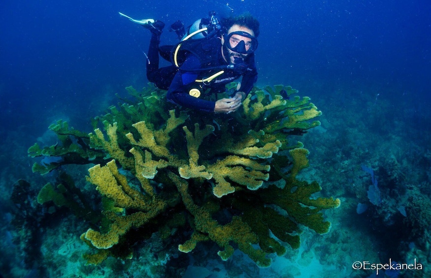 Costa Maya: Discover Scuba Diving Reef Experience