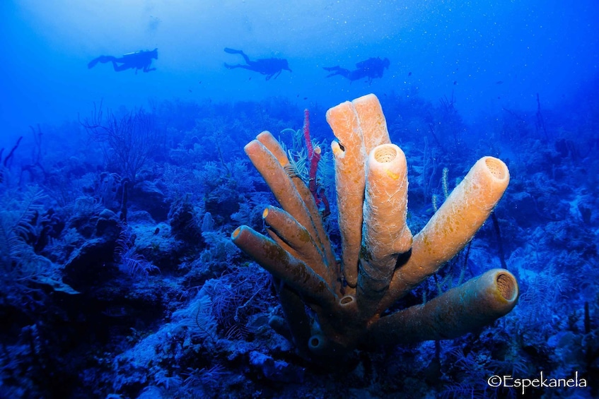 Picture 8 for Activity Costa Maya: Discover Scuba Diving Reef Experience