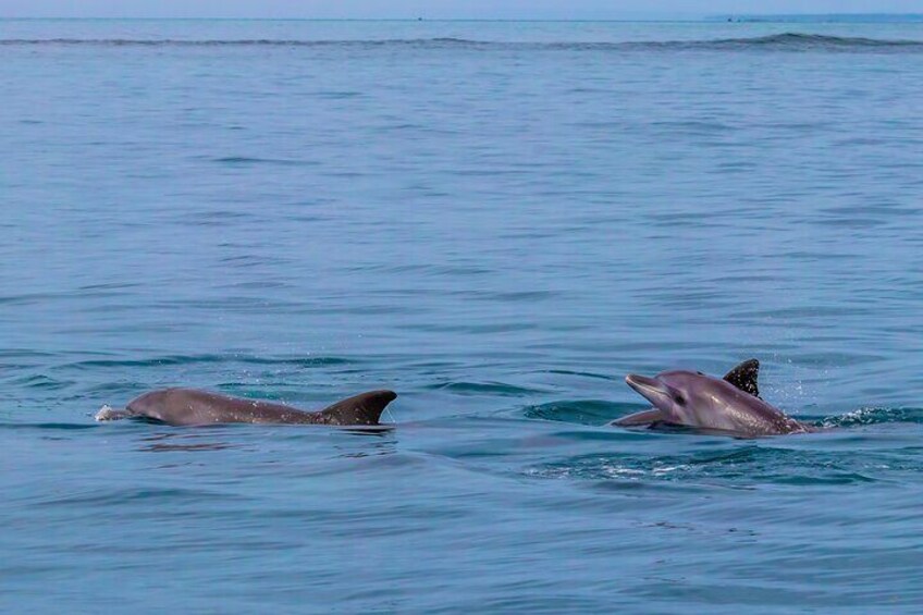 Dolphins