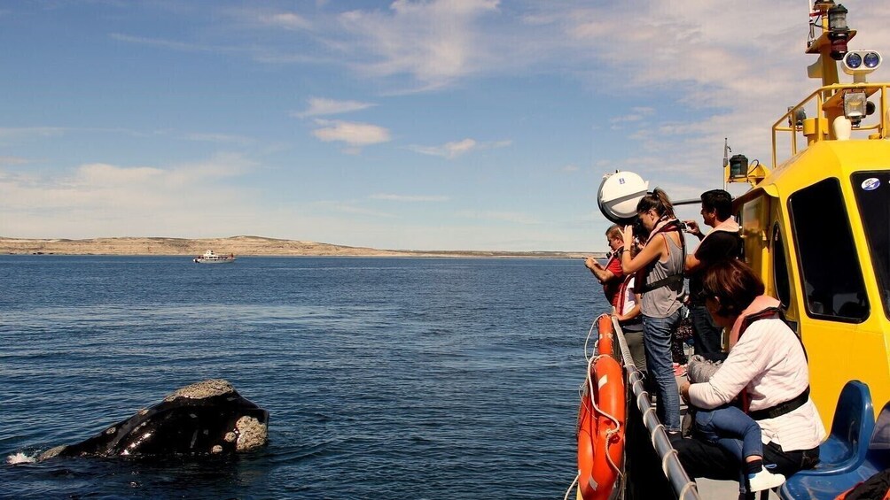 Submarine Whale Watching from Puerto Piramides