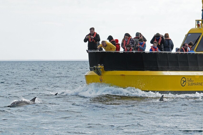 Submarine Whale Watching from Puerto Piramides