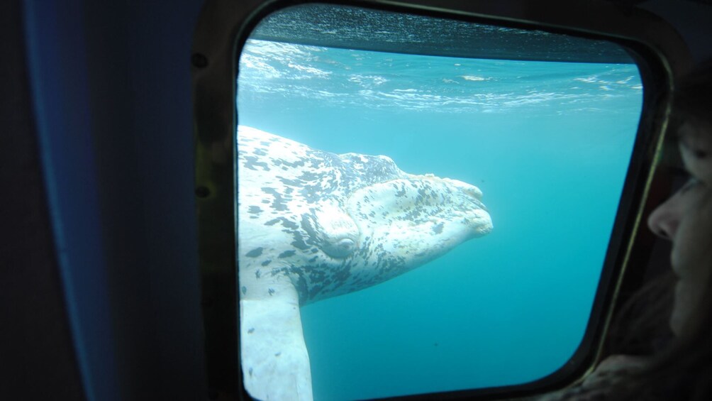 Submarine Whale Watching from Puerto Piramides