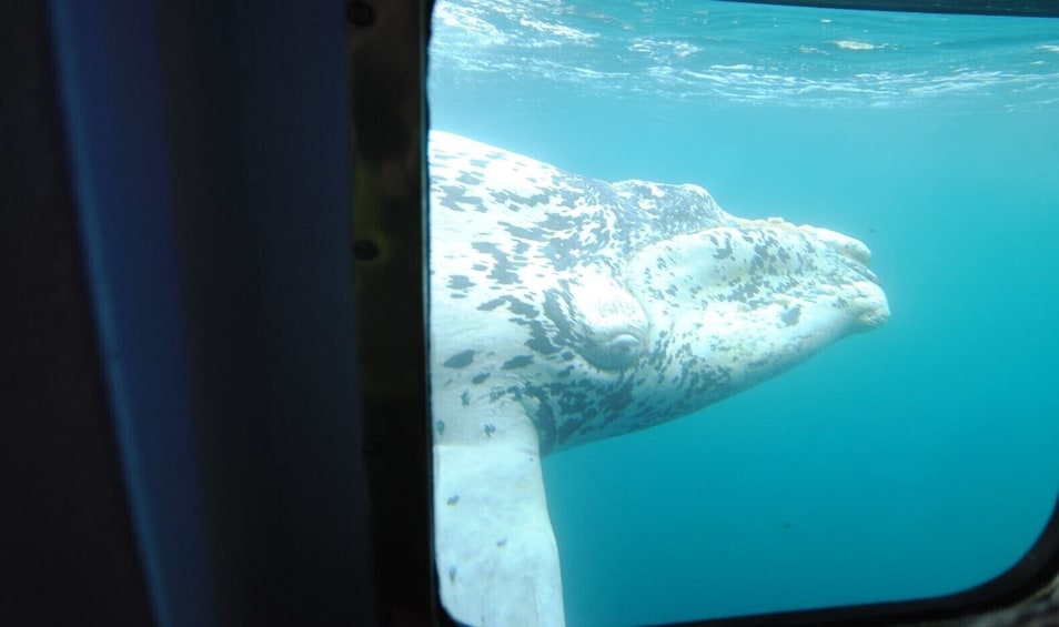 Submarine Whale Watching from Puerto Piramides