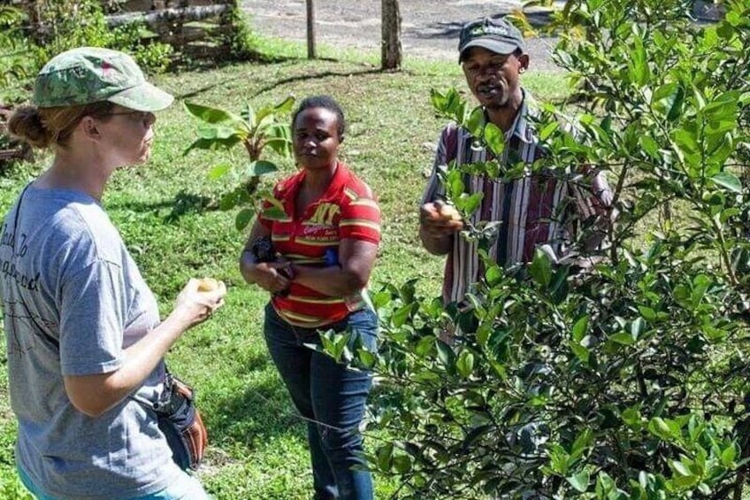 The Bluefields Experience: Organic Farm, Beach & Coral Reef