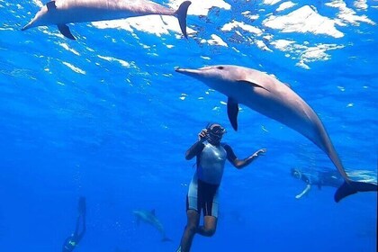 Dolphin House Samadai Reef Boat Snorkelling Trip from Marsa Alam