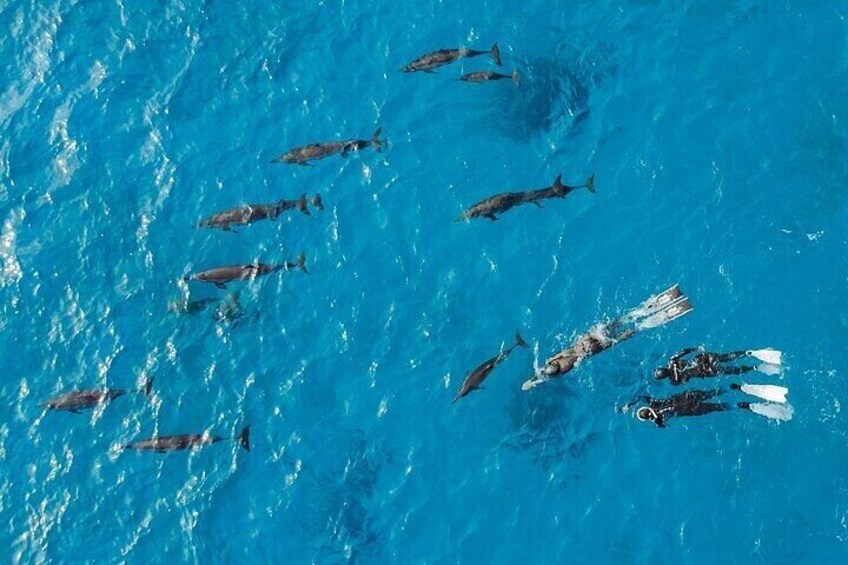 Dolphin House Samadai Reef Boat Snorkeling Trip from Marsa Alam