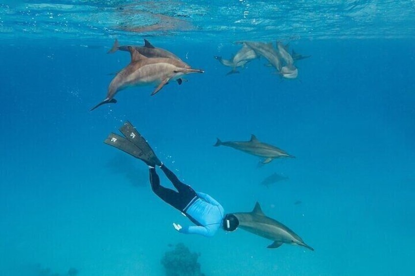 Dolphin House Samadai Reef Boat Snorkeling Trip from Marsa Alam