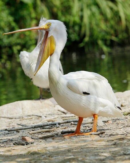 Bird Paradise Singapore