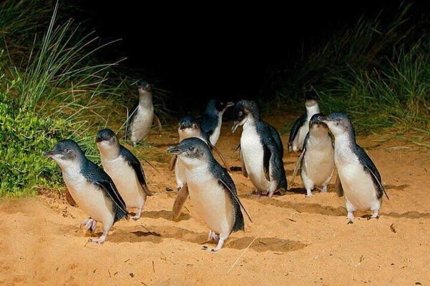 Penguin Parade