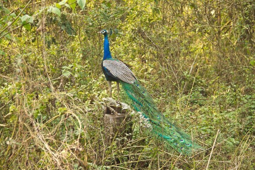 3 Nights 4 Days Chitwan National Park with Tower Night Stay