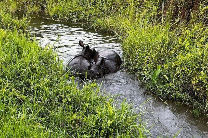 3 Nights 4 Days Chitwan National Park with Tower Night Stay