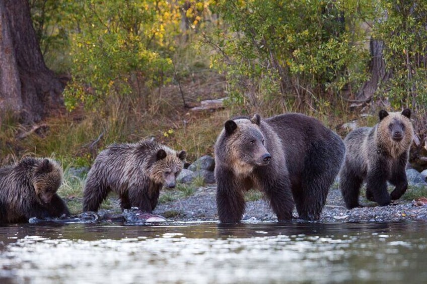 Lapland Bear-Watching Overnight Experience in Finland