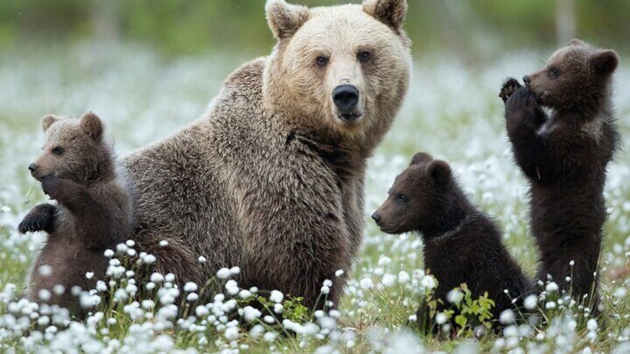 Lapland Bear-Watching Overnight Experience in Finland