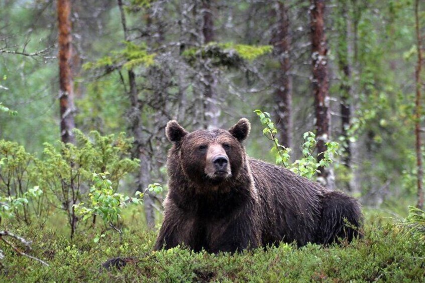 Lapland Bear-Watching Overnight Experience in Finland