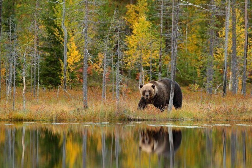Lapland Bear-Watching Overnight Experience in Finland