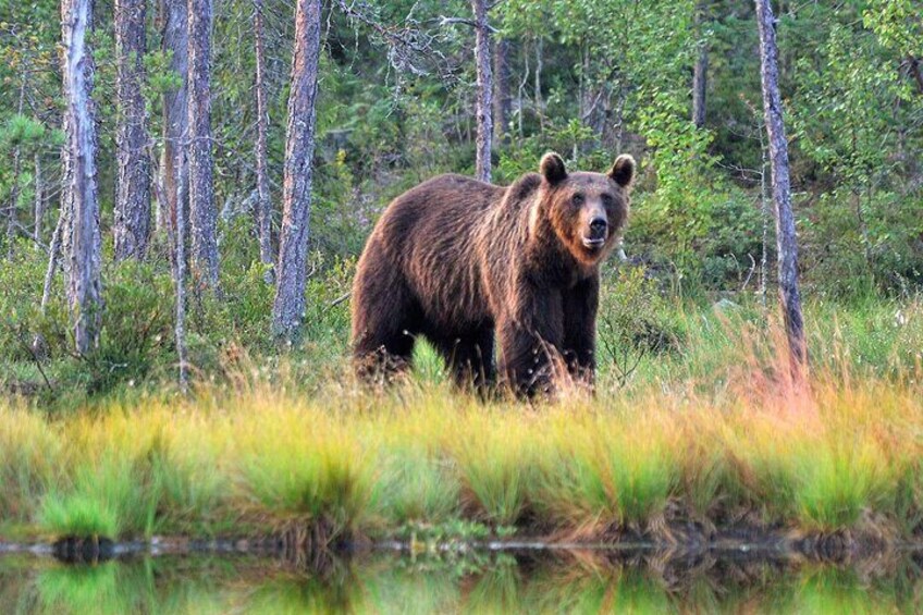 Lapland Bear-Watching Overnight Experience in Finland
