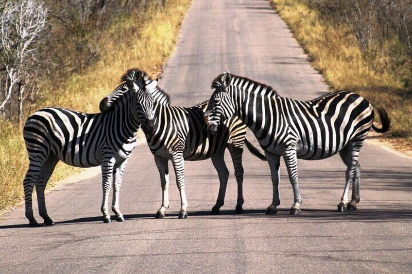 Private Maputo National Park Safari Day Tour with Pickup