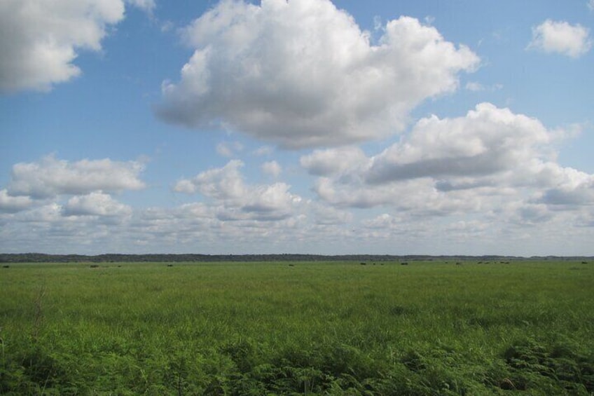 Private Maputo National Park Safari Day Tour with Pickup