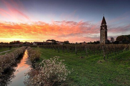 Private Cruise: Wine Tasting on the Islands from Venice