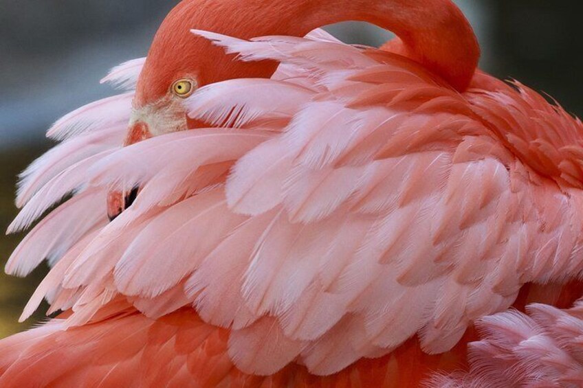 Flamingoes in Bonaire