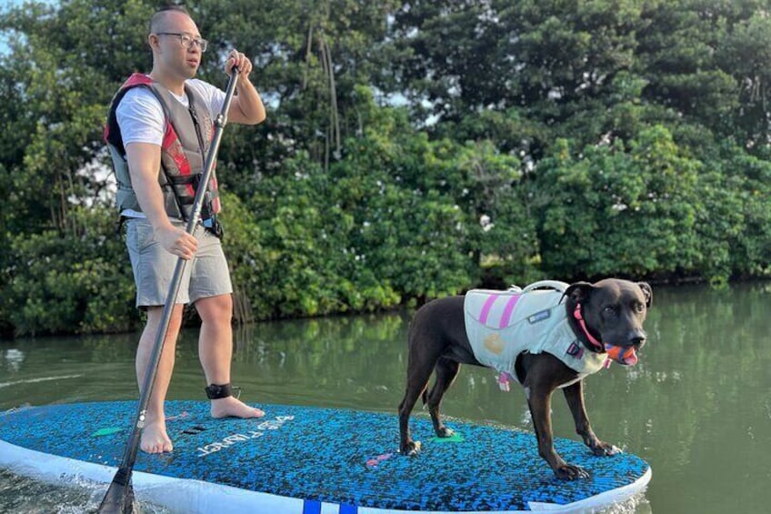 Private Paddle Boarding in Haleiwa with Rescue Dogs