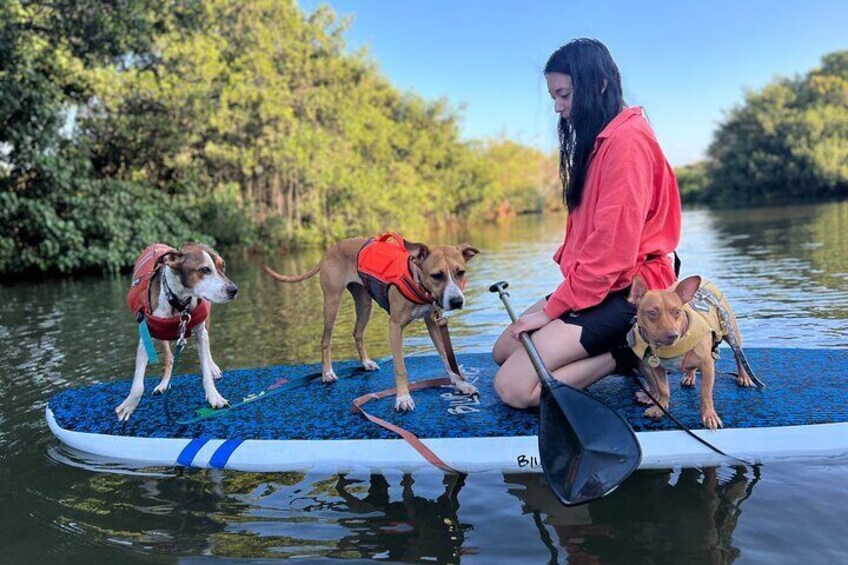 Private Paddle Boarding in Haleiwa with Rescue Dogs