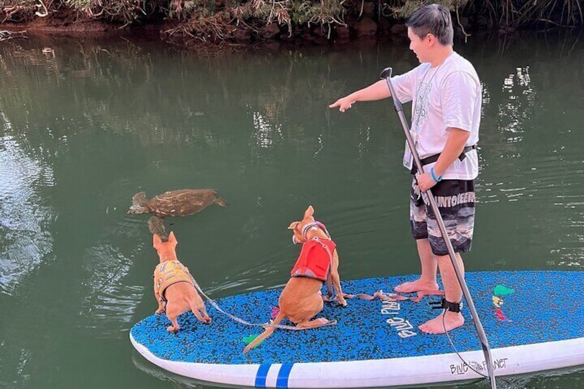 Private Paddle Boarding in Haleiwa with Rescue Dogs