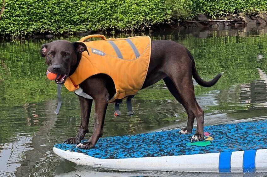 Private Paddle Boarding in Haleiwa with Rescue Dogs