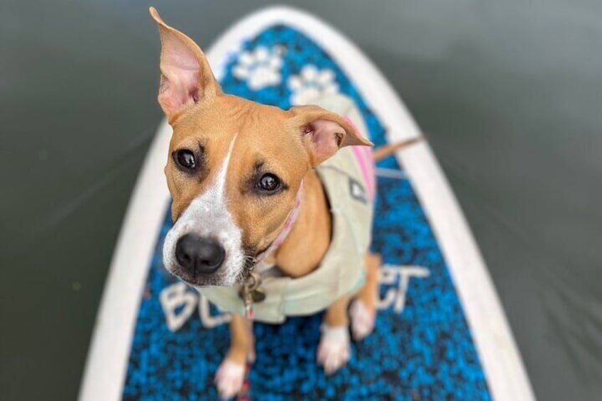 Private Paddle Boarding in Haleiwa with Rescue Dogs