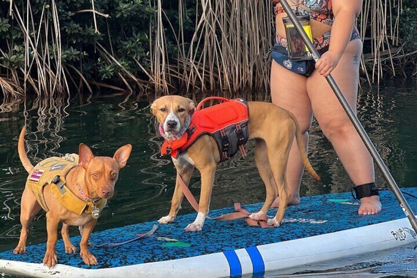 Private Paddle Boarding in Haleiwa with Rescue Dogs