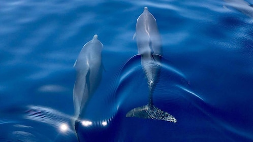 Martinique : Croisière d'observation des dauphins avec collations