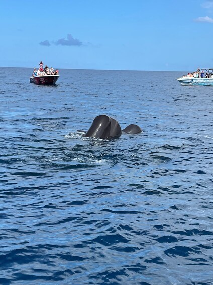 Picture 3 for Activity Martinique: Dolphin-Watching Cruise with Snacks