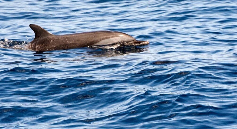 Picture 2 for Activity Martinique: Dolphin-Watching Cruise with Snacks