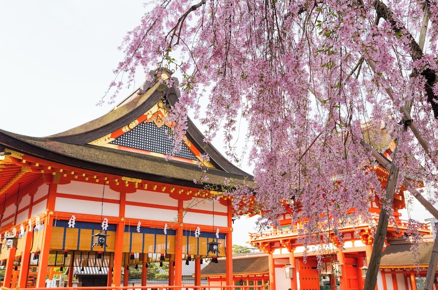 Full-Day Kyoto Bus Tour - visit Kinkakuji, Kiyomizudera, and Arashiyama!