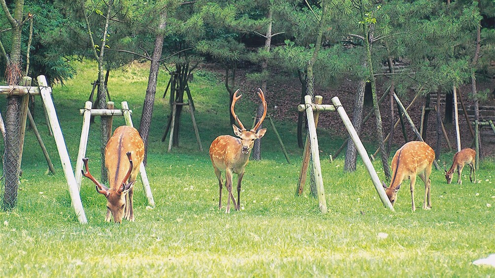 Nara Park in Japan 