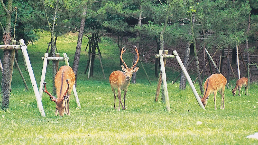 Nara Park in Japan 