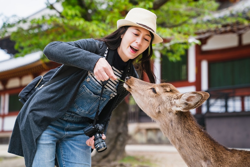 Full-Day Bus Tour to Arashiyama, Kyoto & Nara