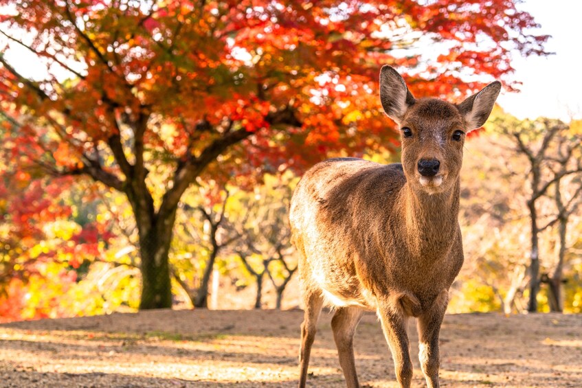One-Day Tour of Japan's Ancient Capitals - Kyoto and Nara