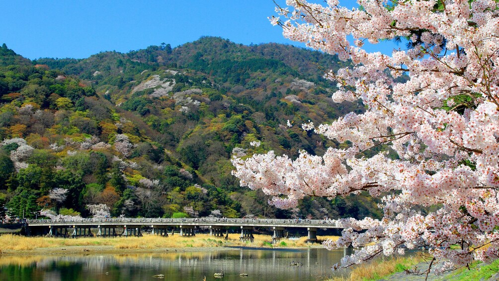 Day view of Arashiyama in Japan 