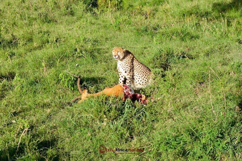 4 Days Safari Adventure Masai Mara and Nakuru Park Group
