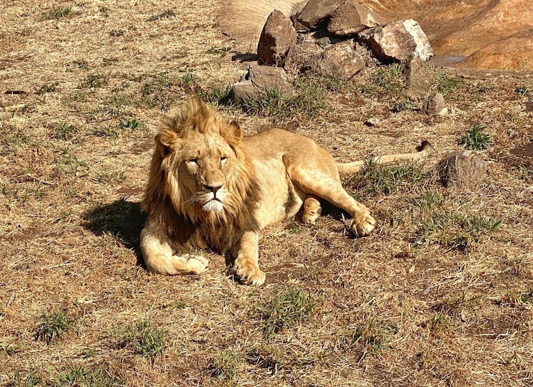 Picture 20 for Activity Pretoria: Pretoria City and Lion Park Tour