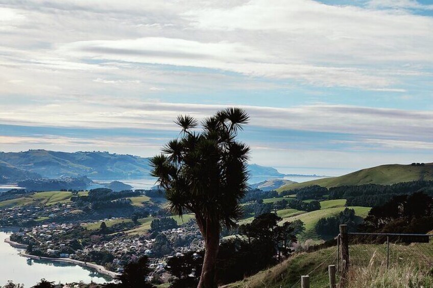 1900s era Dunedin Heritage and Peninsula Van Tour