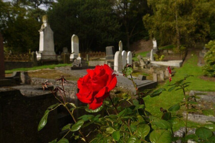 The beautiful and atmospheric Northern Cemetery with heritage roses