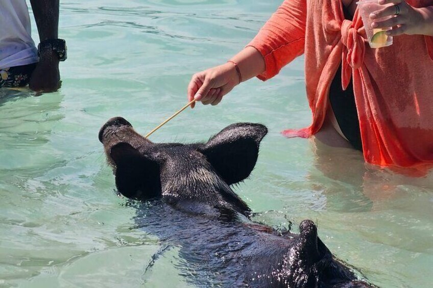  Nassau: 6 hours 3 stops cruise Pig Beach,Turtles Snorkeling 