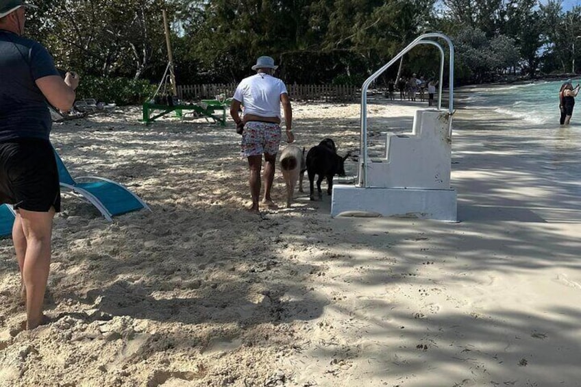 Nassau: Swimming Pigs, Turtles, Snorkeling -All Day- with lunch