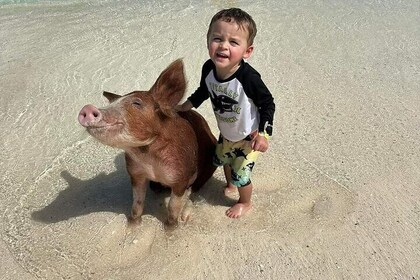 Nassau 3 arrêts : plongée en apnée, cochons nageurs, tortues et déjeuner