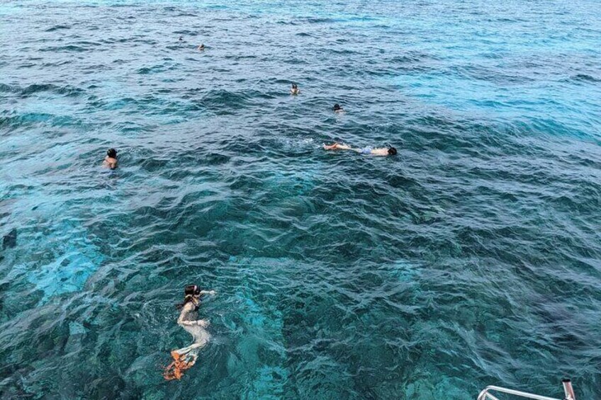  Nassau: Swimming Pigs, Turtles, Snorkeling -All Day- with lunch